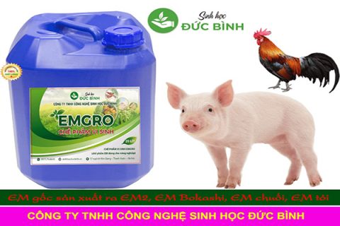 Bật mí cách sử dụng chế phẩm EM trong chăn nuôi 
