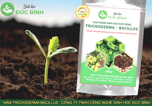 Cách dùng Trichoderma chuẩn, mang lại hiệu quả tốt nhất