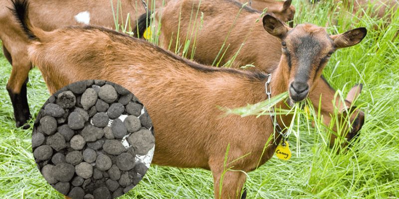 Phân Dê – Phân Bón Hữu Ích Cùng Công Dụng Tuyệt Vời 