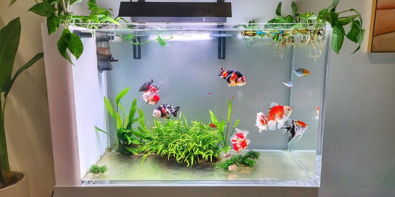 Cách châm vi sinh cho hồ cá mới bắt đầu nuôi hiệu quả 