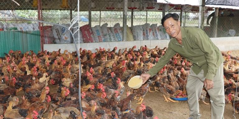 Cách Khử Mùi Hôi Chuồng Gà – Cải Thiện Không Gian Lành Mạnh 