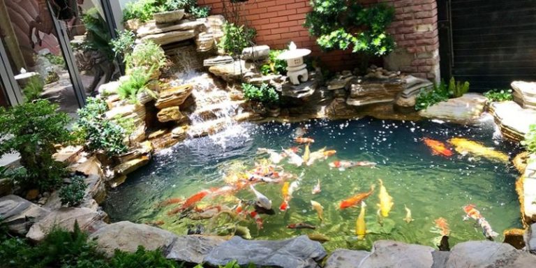 Cách tạo vi sinh cho hồ cá koi hiệu quả từ a đến z 