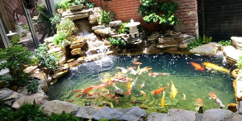 Cách tạo vi sinh cho hồ cá koi hiệu quả từ a đến z 