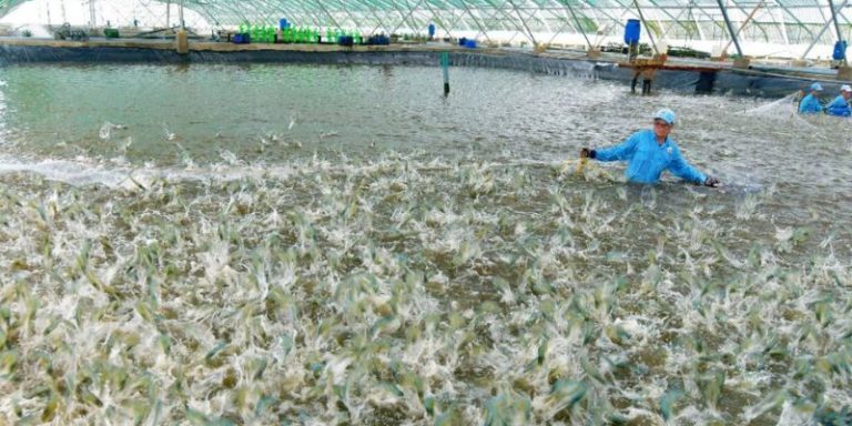 Cách xử lý khí độc trong ao nuôi tôm bà con nên biết