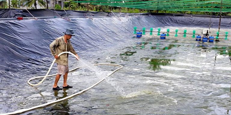 Cách xử lý nước trong ao tôm hiệu quả chuẩn chuyên gia 