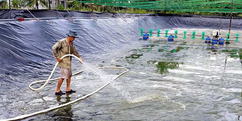 Cách xử lý nước trong ao tôm hiệu quả chuẩn chuyên gia 