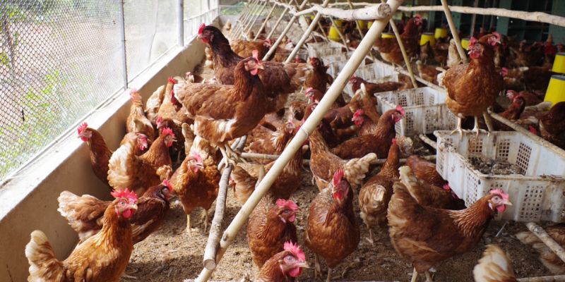Chất khử mùi hôi chuồng gà hiệu quả trong chăn nuôi 