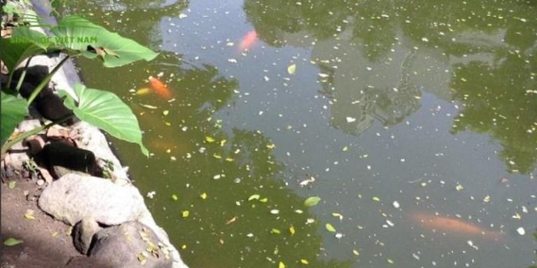 Nước hồ cá bị đục xuất phát nguyên nhân? Xử lý ra sao? 