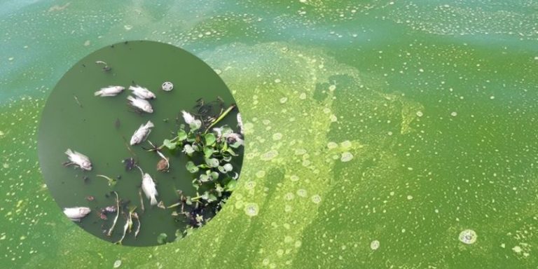Nước hồ cá bị xanh – nguyên nhân và hướng giải quyết 