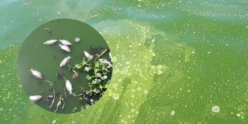 Nước hồ cá bị xanh – nguyên nhân và hướng giải quyết 
