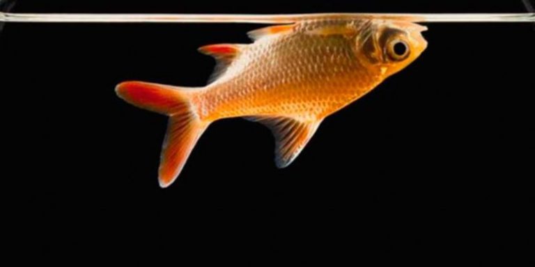 Nuôi cá cảnh bị chết – Nguyên nhân và biện pháp phòng tránh 