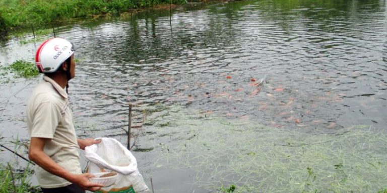 Quy Trình Xử Lý Nước Thải Ao Nuôi Cá Đạt Chuẩn Mới Nhất 