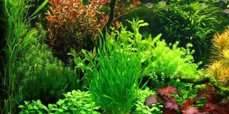 Vi sinh có lợi cho hồ cá và những điều bạn cần biết 