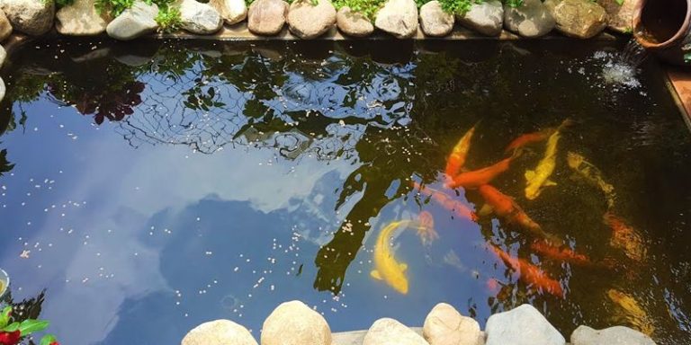 Vi sinh làm trong nước hồ cá – tác dụng và cách sử dụng 