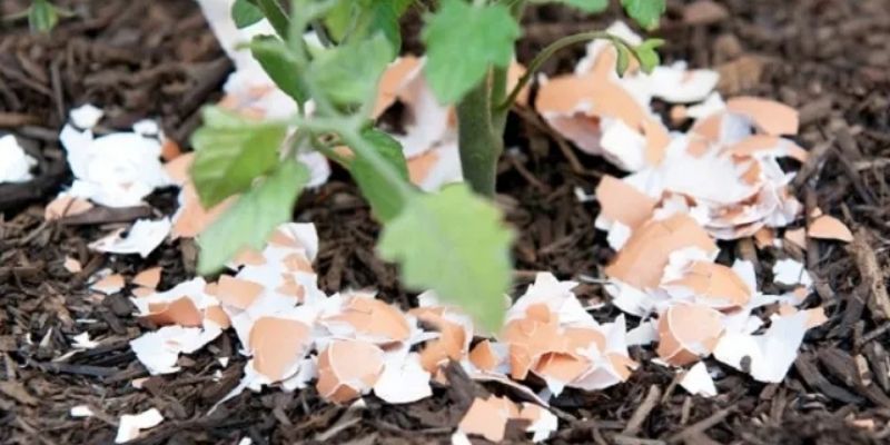 Vỏ trứng gà bón cây – Tận dụng làm phân bón hiệu quả 