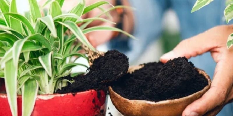 Cách ủ bã cà phê bón cây hiệu quả cao, đơn giản tại nhà