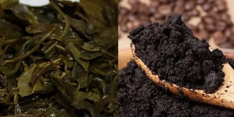 Cách ủ bã chè bón cây phát huy đơn giản hiệu quả 100% 