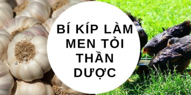 Cách ủ men tỏi chuẩn tăng đề kháng cho vật nuôi hiệu quả 