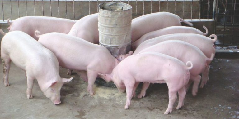 Cách ủ thức ăn cho lợn – Công thức chuẩn hiệu quả 