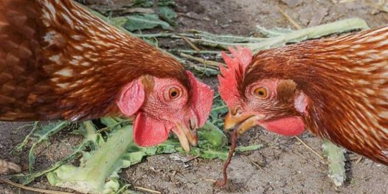 Chế biến thức ăn cho gà bằng giun quế đúng kỹ thuật 