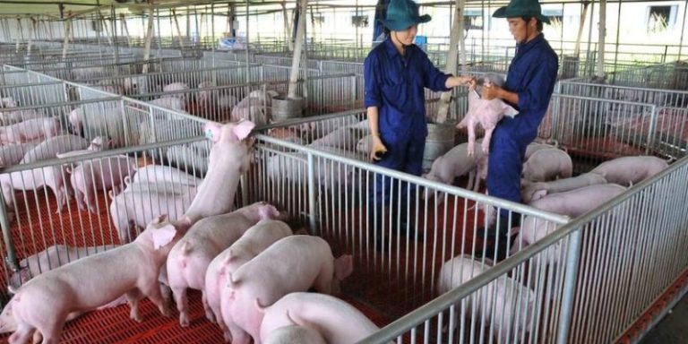 Chế phẩm vi sinh xử lý chuồng trại – Giải pháp cho bà con 