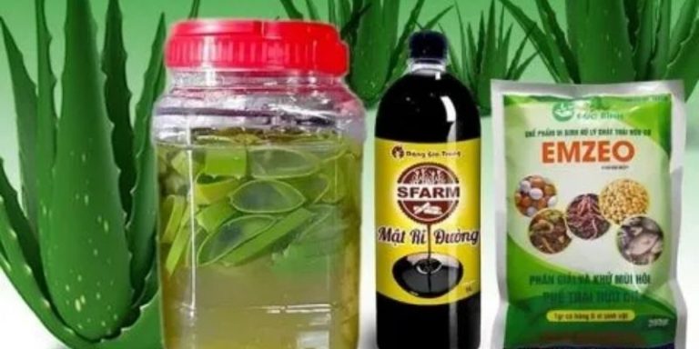 Công dụng GE nha đam? Cách làm GE nha đam đơn giản