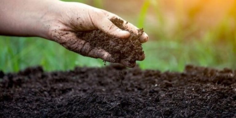 Đất mùn là gì? Cách làm đất mùn đơn giản hiệu quả nhất