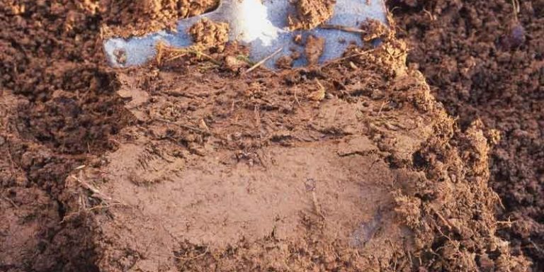 Đất nào giữ nước tốt nhất? Phân loại đất trồng hiện nay