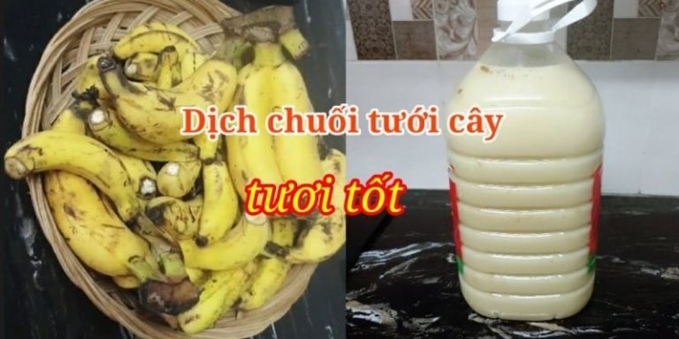 Dịch chuối tưới cây – Hiệu quả thần thánh công thức chuẩn 
