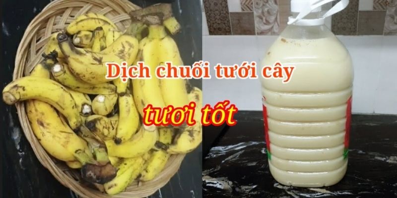 Dịch chuối tưới cây – Hiệu quả thần thánh công thức chuẩn 