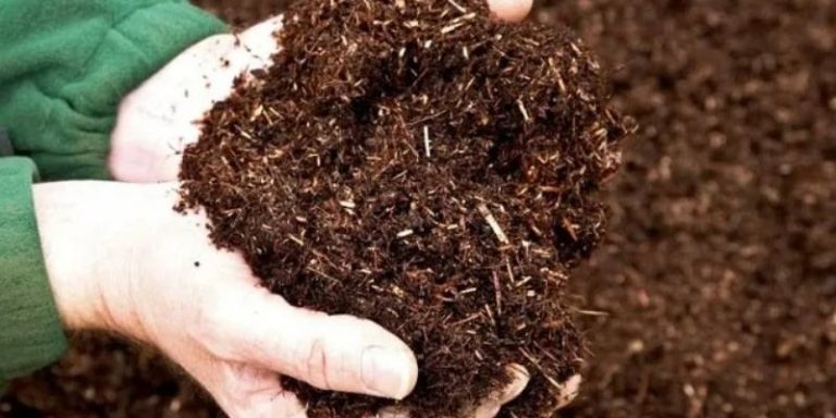 Men vi sinh ủ phân và những điều bạn nên biết hiện nay 