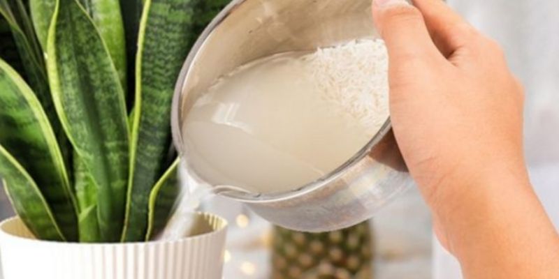 Nước Vo Gạo Tưới Cây – Kiểm Chứng Hiệu Quả Thực Tế 