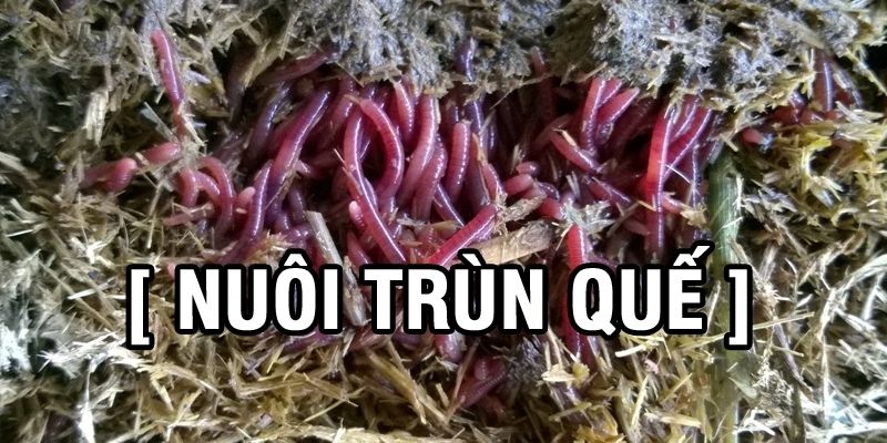 Nuôi trùn quế và những điều bà con cần phải quan tâm 