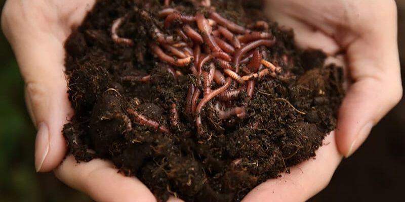Phân trùn quế là gì? Cách sử dụng phân trùn quế chuẩn nhất  