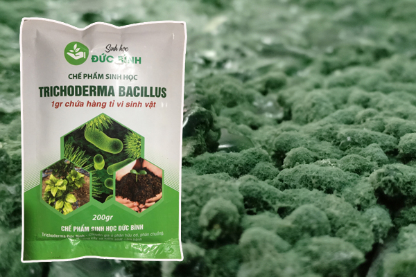Chế Phẩm Trichoderma Bacillus: Khái Niệm, Công Dụng, Cách Sử Dụng 