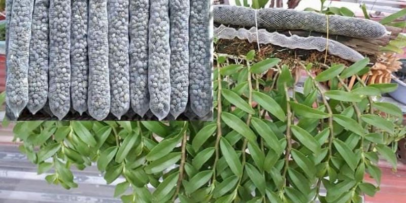 Bón hợp chất hữu cơ này cho hoa lan 