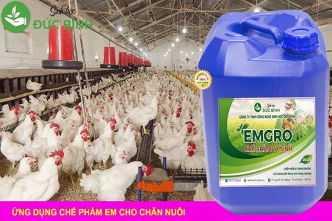 Dùng EM sản xuất ra chế phẩm thứ cấp hiệu quả trong chăn nuôi 