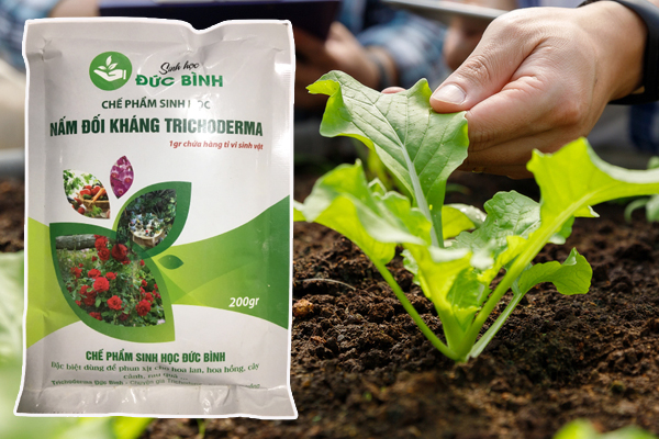 Đặc điểm vượt trội của nấm đối kháng Trichoderma