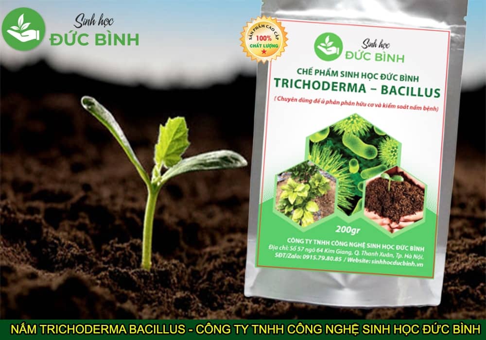 Tổng quan thông tin về chế phẩm Trichoderma Bacillus 