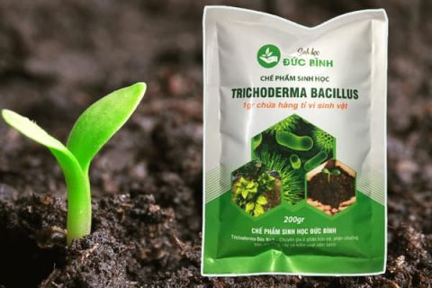 Nấm Trichoderma là gì? Bật mí cách sử dụng hiệu quả với khu vườn nhà bạn 