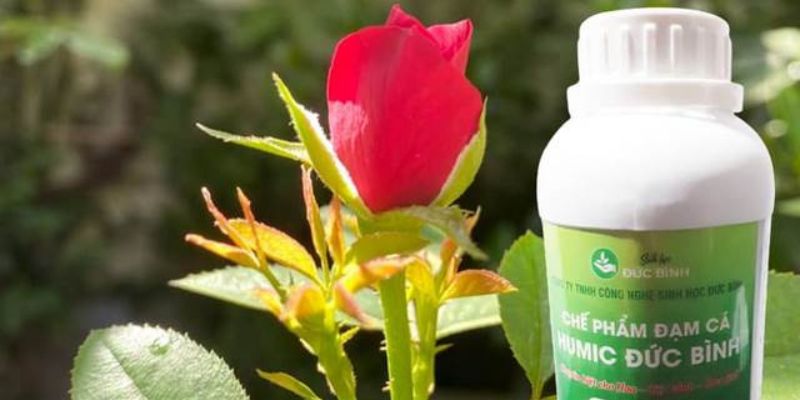 Tìm hiểu về đạm cá - bón đạm cá cho cây hoa hồng