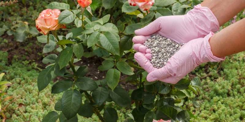 Cách bón đạm cá cho hoa hồng mới nhất, tốt nhất
