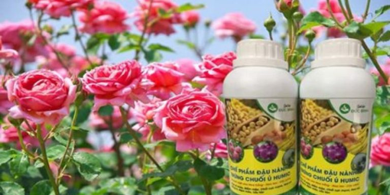 Bón đạm cá cho cây hoa hồng – Cách làm bền vững và hiệu quả 