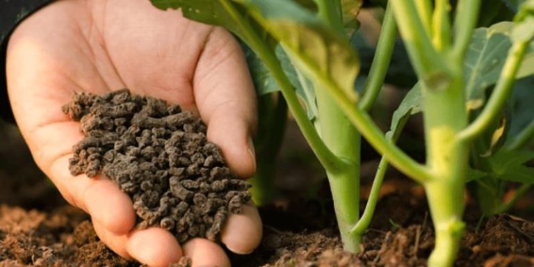 Bón phân chuồng là gì – Hướng dẫn chi tiết nhất năm 2024