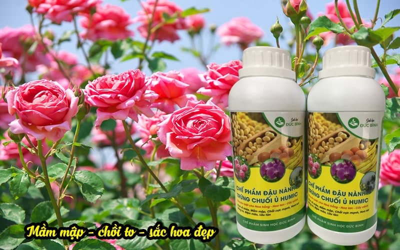 Trứng chuối ủ Humic cùng công dụng tuyệt vời 