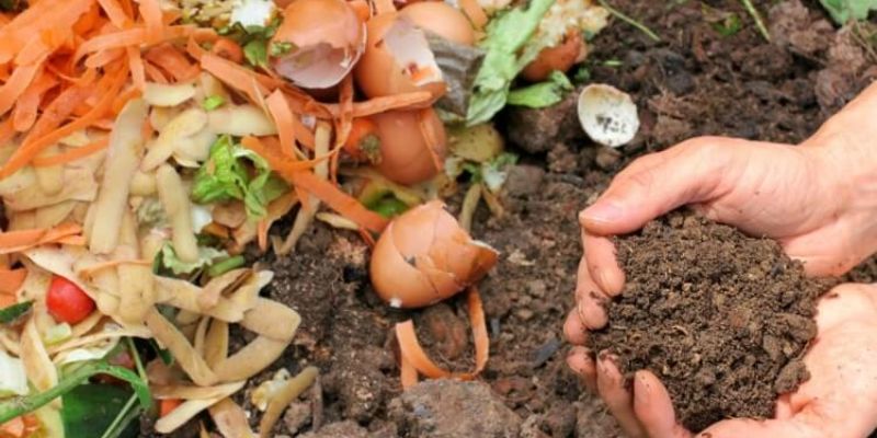 Phân chuồng trong nhóm phân bón truyền thống