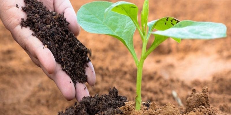 Tác dụng tuyệt vời của phân bón sinh học