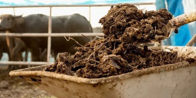 Các loại phân bón hữu cơ – Lựa chọn hàng đầu của nhà nông 