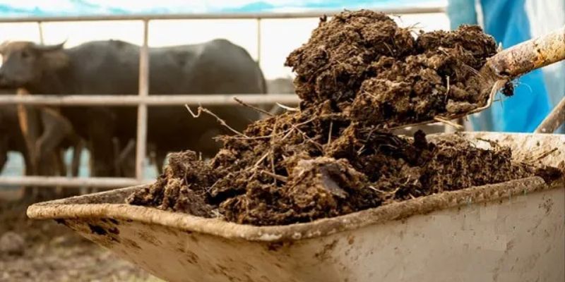 Lợi ích các loại phân bón hữu cơ mang lại cho ngành nông