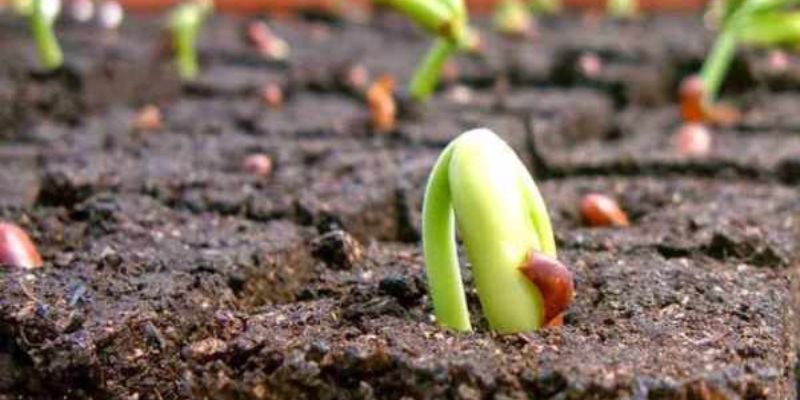 Cách bảo quản phân hữu cơ để đạt năng suất tối ưu năm 2024